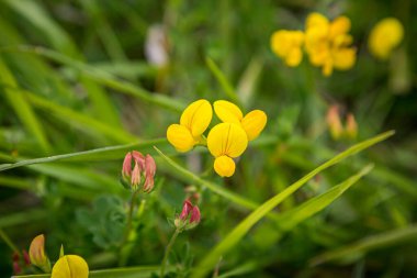 Sussex kırsalında yetişen, yumurta ve pastırma olarak da bilinen Lotus Corniculatus çiçeklerine yakın plan.