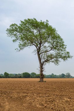 Sussex 'te bir bahar günü, tarla sürmüş bir tarlada yalnız bir ağaç