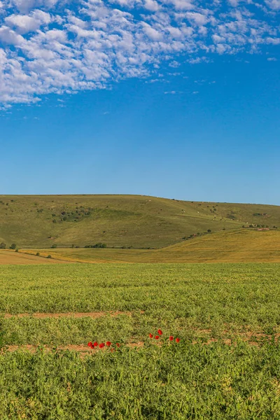 Een South Downs Landschap Zomer Met Groene Velden Een Blauwe — Stockfoto