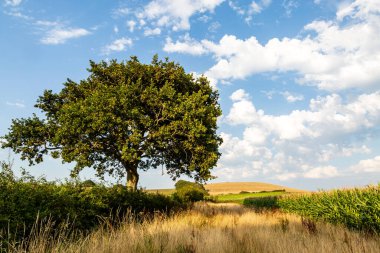 Güneşli bir yaz akşamında Wight manzaralı kırsal bir ada.
