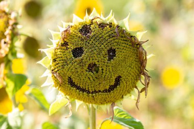 Seeds removed from a dying sunflower to make a smiling face clipart
