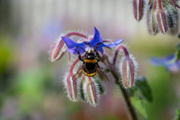 Nahaufnahme Einer Biene Auf Einer Blume Mit Geringer Schärfentiefe — Stockfoto