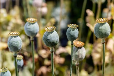 Poppy seed heads in summer, with a shallow depth of field clipart