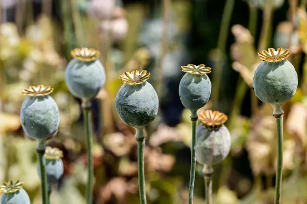 Poppy Zaad Hoofden Zomer Met Een Ondiepe Diepte Van Het — Stockfoto