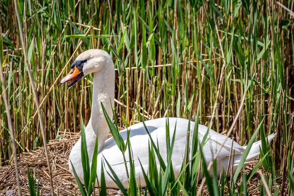 Cisne Ninho Perto Rio Ouse Sussex Dia Primavera Ensolarado — Fotografia de Stock