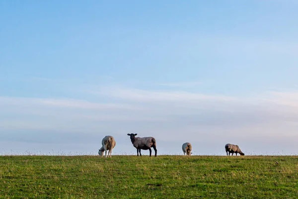 Ovejas Una Ladera South Downs Verano — Foto de Stock