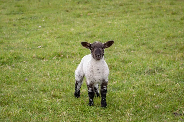 春天苏塞克斯乡村的一只小羊 — 图库照片