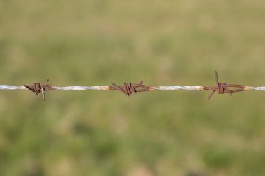 Bir dikenli telin yakın bir parçası, sığ bir alan derinliği ile