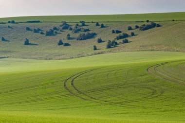 Güney Downs Yolu boyunca uzanan Sussex çiftliğinin sabah manzarası
