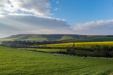 Güneşli bir bahar sabahı Güney Tepelerinde otlayan koyunlar