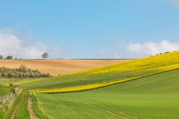 Ackerland Den South Downs Sussex Einem Sonnigen Frühlingstag — Stockfoto