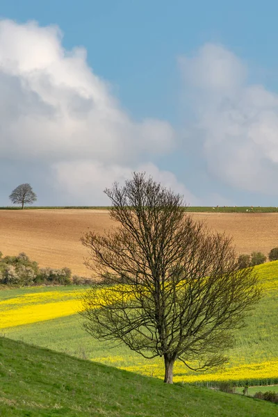 Idilliaco Paesaggio Dei South Downs Una Soleggiata Giornata Primaverile — Foto Stock