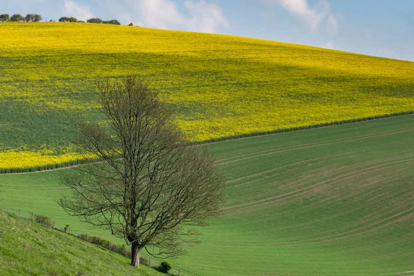 Paysage Idyllique South Downs Jour Printemps Ensoleillé — Photo