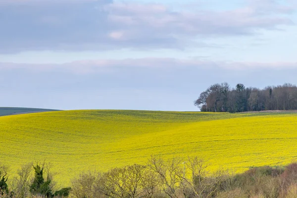 Field Canola Rapeseed Crops South Downs Sussex — Stock Photo, Image