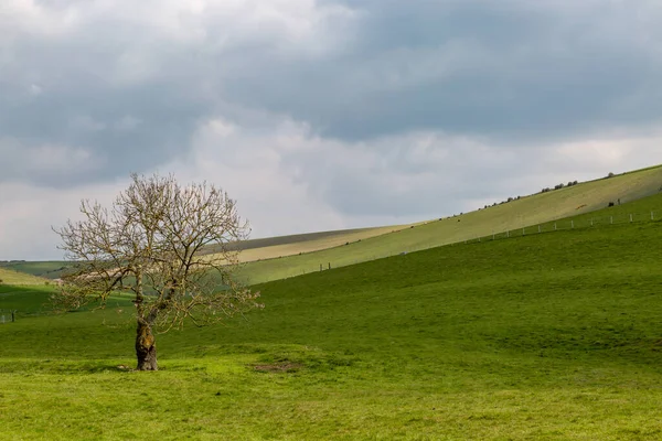 Sussex Güneyinde Yalnız Bir Ağaç — Stok fotoğraf