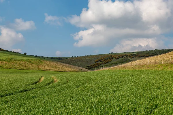 Verde Paesaggio Agricolo Del Sussex Una Soleggiata Mattina Primavera — Foto Stock