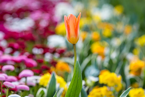 Ein Buntes Blumenbeet Frühling Mit Geringer Schärfentiefe — Stockfoto