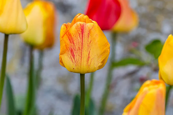 Tulipanes Amarillos Primavera Con Poca Profundidad Campo —  Fotos de Stock