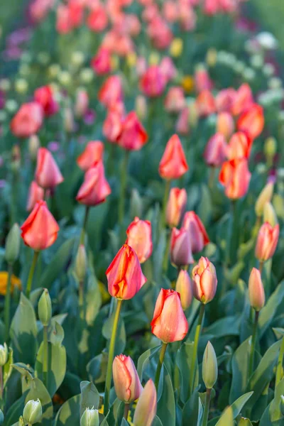 Lecho Tulipanes Primavera Con Poca Profundidad Campo —  Fotos de Stock