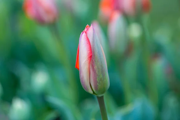 Primer Plano Bonitas Flores Tulipán Con Una Profundidad Campo Poco —  Fotos de Stock