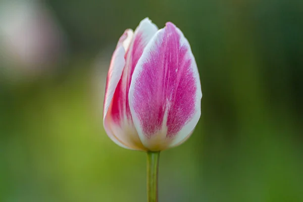 Close Botão Tulipa Com Uma Profundidade Campo Rasa — Fotografia de Stock