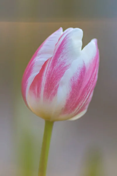 Close Flores Tulipa Bonita Com Uma Profundidade Rasa Campo — Fotografia de Stock