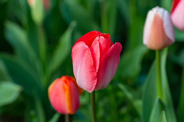 Primer Plano Brote Tulipán Con Una Profundidad Campo Poco Profunda —  Fotos de Stock