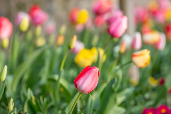 Lecho Coloridos Tulipanes Primavera Con Una Profundidad Campo Poco Profunda —  Fotos de Stock
