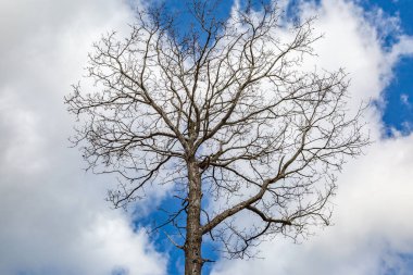 Gökyüzüne karşı çıplak ağaç dallarına bakıyorum.