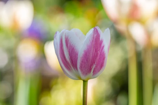 Bonitas Flores Tulipán Soleado Día Primavera Con Una Profundidad Campo —  Fotos de Stock