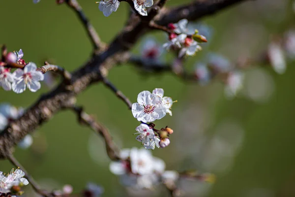 Primer Plano Flores Flor Primavera Con Una Profundidad Campo Poco — Foto de Stock