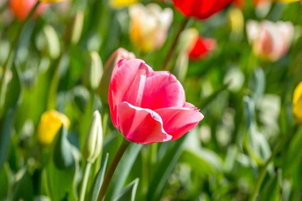 Bonitas Flores Tulipán Soleado Día Primavera Con Una Profundidad Campo —  Fotos de Stock