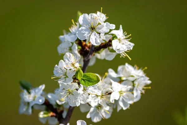 Close Flores Primavera Com Uma Profundidade Rasa Campo — Fotografia de Stock