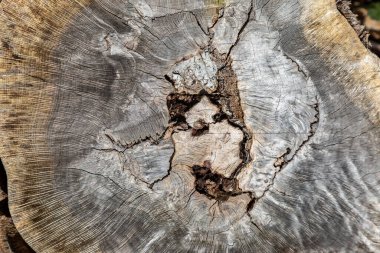 Kesilmiş ağaç gövdesine bakıyorum.