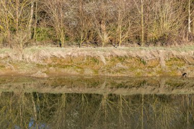 Güneşli bir kış gününde Sussex 'teki Ouse Nehri' ne yansıyan çıplak ağaç dalları.