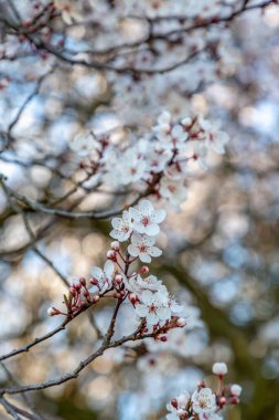 İlkbaharda, sığ bir tarla derinliğinde güzel bir ağaç filizlenir.
