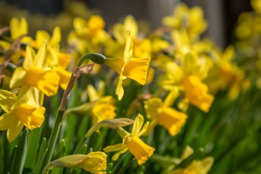 Parlak sarı nergisler, güneşli bir bahar gününde