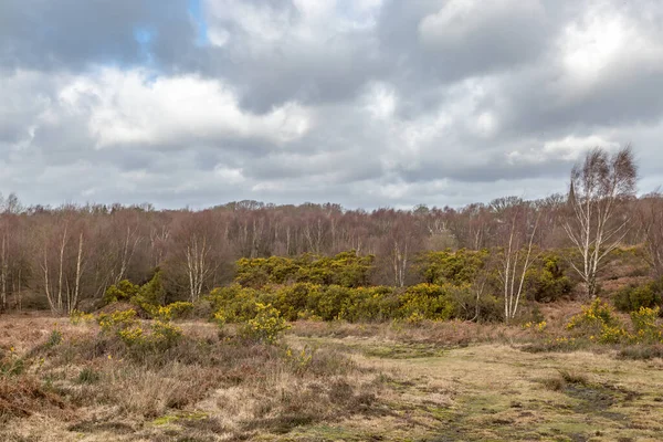 Gorse Bushes Trees Chailey Common Sussex — Stock Photo, Image