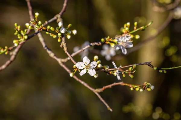 Brotes Flores Árbol Primavera — Foto de Stock