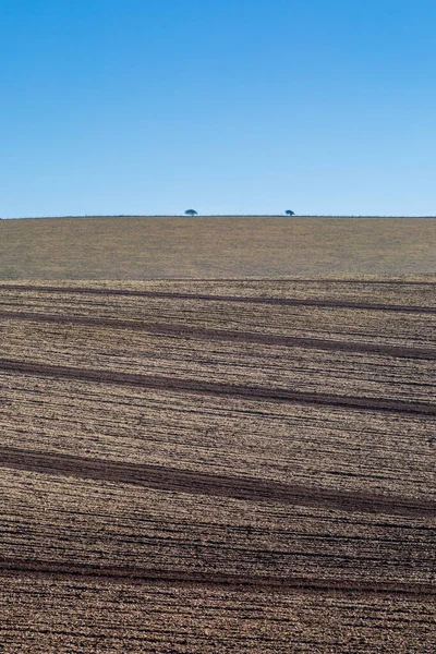 Deux Arbres Horizon Une Colline Avec Des Champs Labourés Premier — Photo