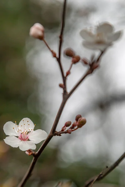 Delicada Flor Primavera Con Una Profundidad Campo Poco Profunda — Foto de Stock
