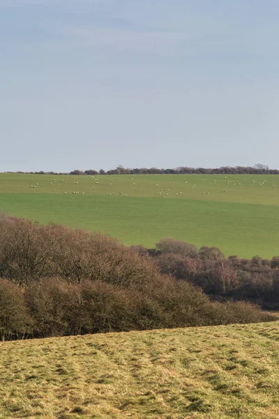 Campagne Sussex Avec Pâturage Moutons Sur Une Colline Lointaine — Photo