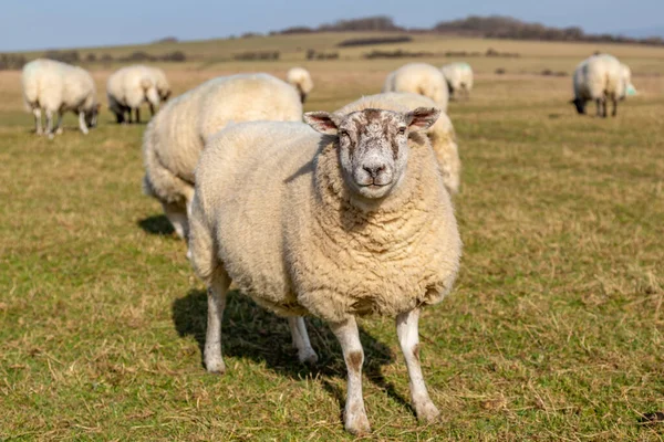 Gros Plan Mouton Dans Les South Downs Dans Sussex Avec — Photo