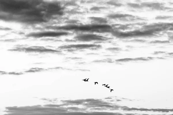 夏の終わりに空を飛ぶガチョウの群れ — ストック写真