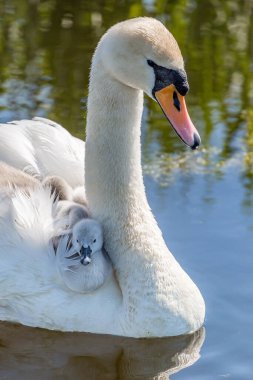 Sırtında Cygnets 'leriyle derede yüzen bir kuğu.