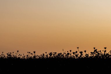 Uçurumun tepesinde, gün batımına karşı büyüyen siluetli bitkiler.