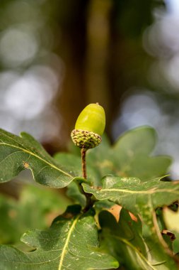 Güneşli bir sonbahar gününde meşe ağacında meşe palamudu