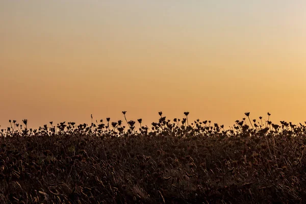 Uçurumun tepesinde, gün batımına karşı büyüyen siluetli bitkiler.