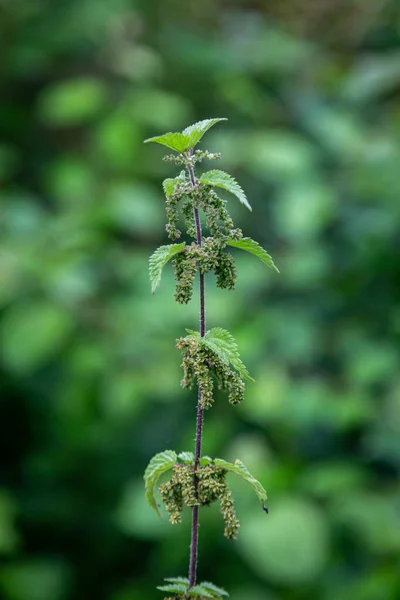 Stinging Nettle Seeds Sussex Countyside Shallow Depth Field — Stock Photo, Image