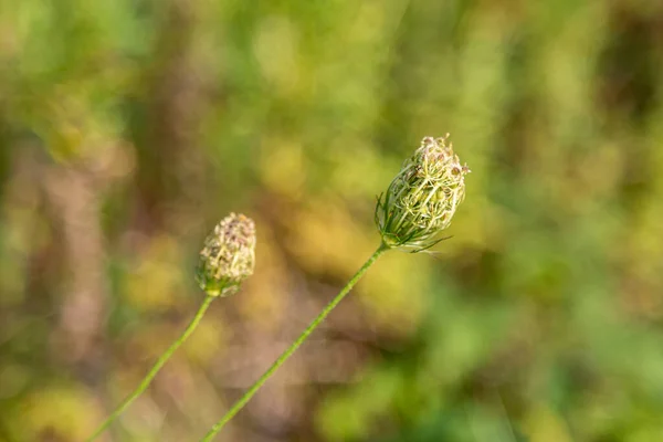 Een Dichtbij Van Een Wilde Wortel Plant Late Zomer Zonneschijn — Stockfoto